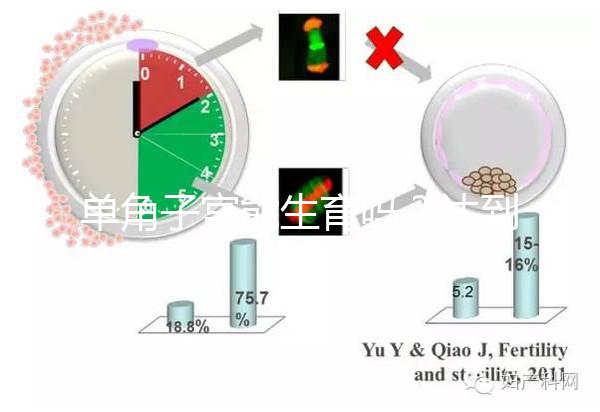 單角子宮能生育嗎？達到這4個條件即可懷孕生孩子