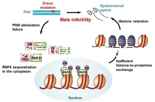 取卵后10天會來月經嗎？快拿小本本記好準確時間