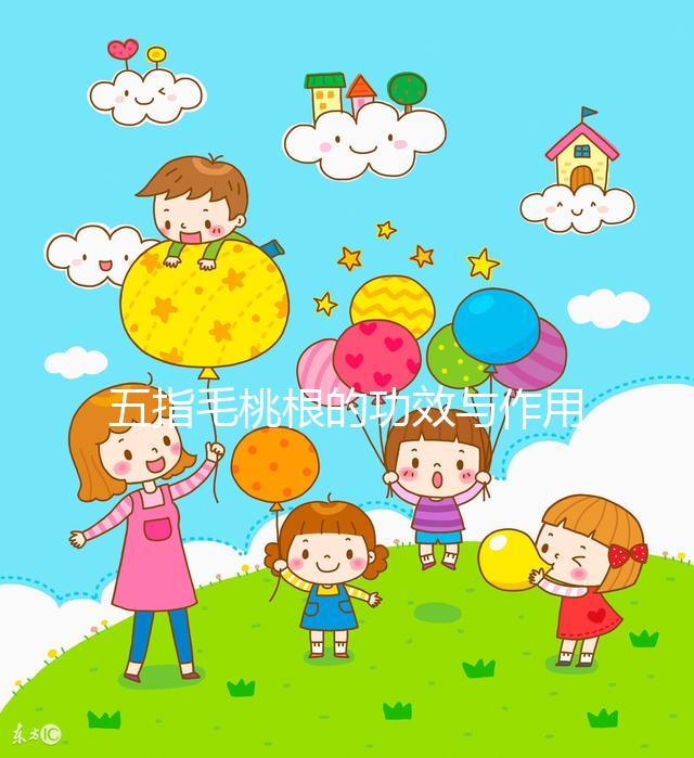 五指毛桃根的功效與作用（五指毛桃不適宜人群）