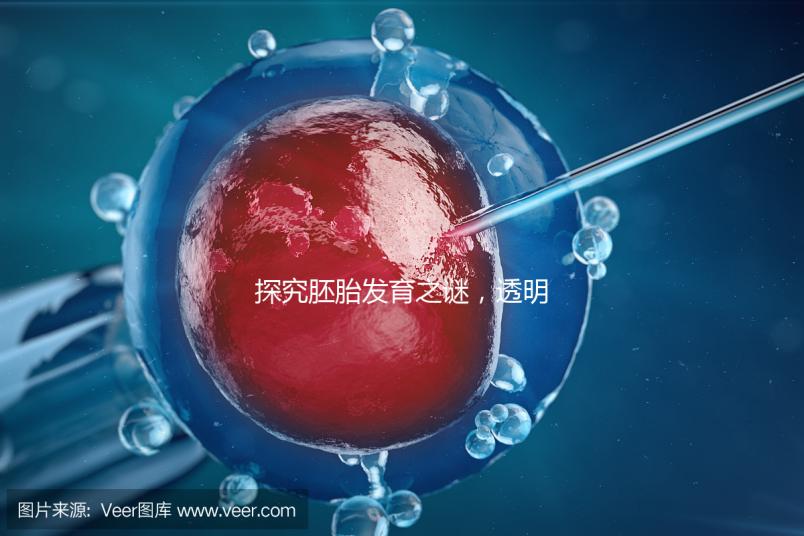 探究胚胎發育之謎,透明帶出現和消失時間有規律