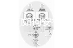 懷孕期間如何安排飲食比較好
