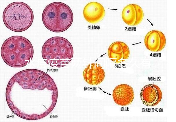 水痘疫苗兩針間隔多久有規(guī)定，第二針什么時候按年齡來算