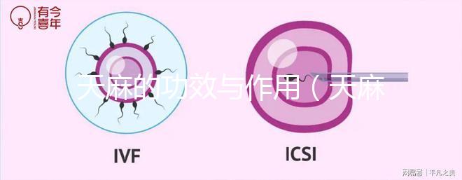 天麻的功效與作用(天麻的功效與作用主要治什么病)