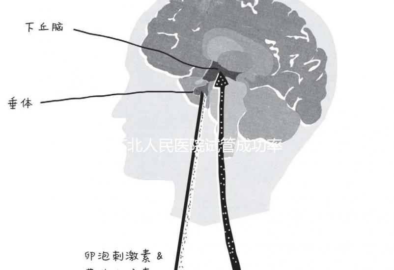 蘇北人民醫院試管成功率首次公開!3大案例分享助孕體驗