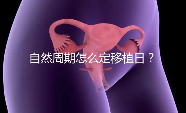 自然周期怎么定移植日？看排卵時間！胚胎或囊胚移植都不同！