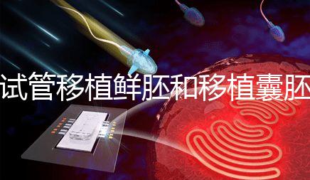 試管移植鮮胚和移植囊胚哪個(gè)成功率會高?