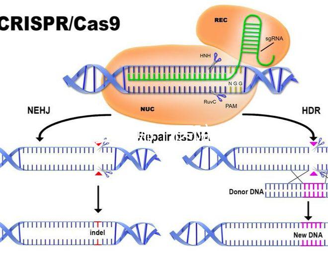 試管嬰兒哪個醫院成功率高(廈門試管嬰兒哪個醫院成功率高)