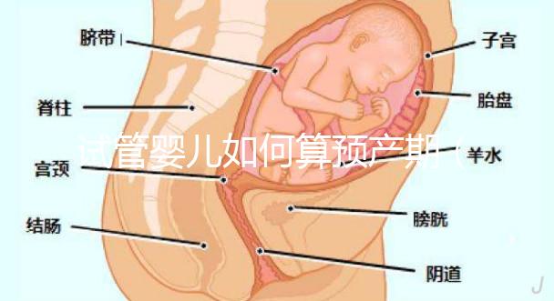 試管嬰兒如何算預(yù)產(chǎn)期(試管嬰兒如何算預(yù)產(chǎn)期計算器)
