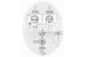 跳繩有助于卵泡破裂嗎？4種有效手段值得入手