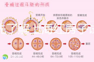 預(yù)先了解上海紅房子試管建檔流程，最快當(dāng)天可定方案