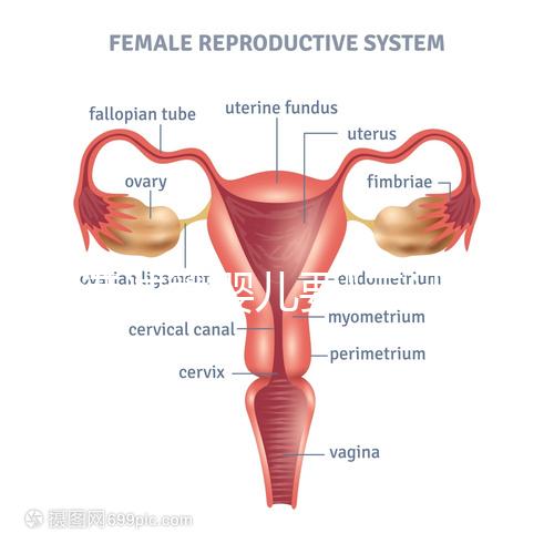 香港試管嬰兒要"三證"？4大條件一覽