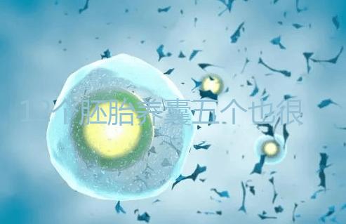 12個胚胎養(yǎng)囊五個也很正常,看完成功率就知所言非虛