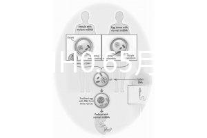 33歲AMH0.65月經正常能做試管嬰兒嗎？